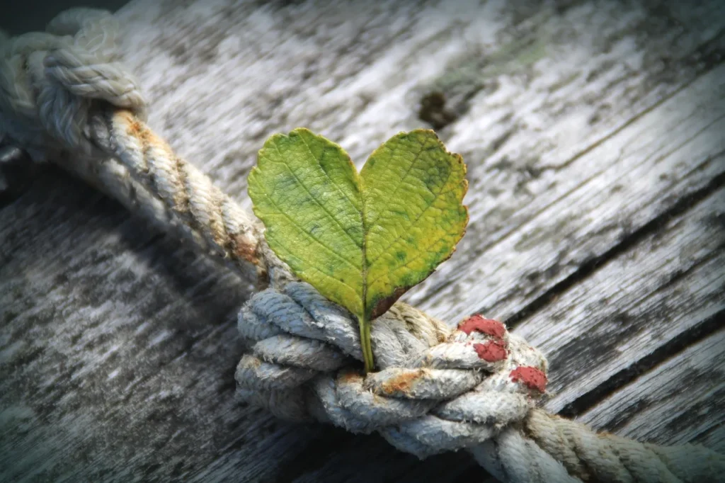 heart-shaped leaf growing out of a rope knot