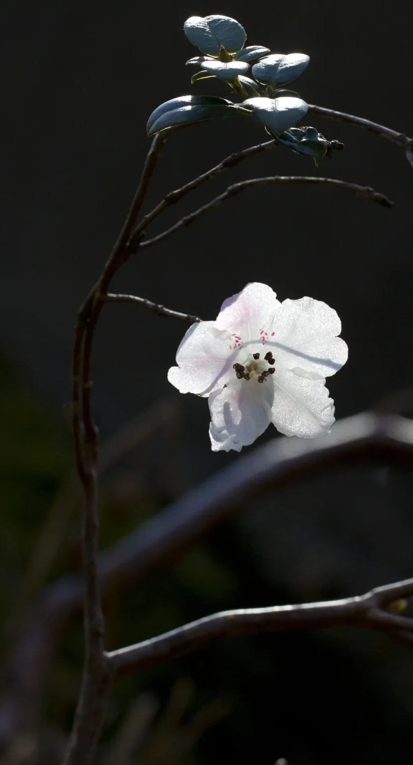 a white flower growing in the wild